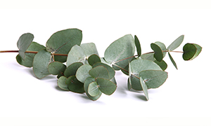 Huile essentielle d’Eucalyptus globulus