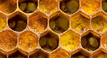 La gelée royale, véritable trésor de la ruche !