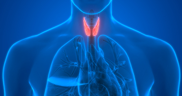 Tout savoir sur les dysfonctionnements de la thyroïde