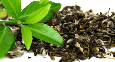 Le thé vert, un actif ancestral aux vertus remarquables