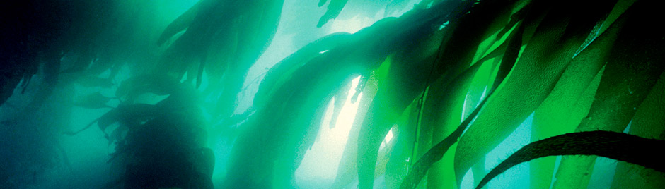 Algues marines ou algues d'eau douce