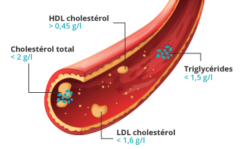 Schema cholestérol