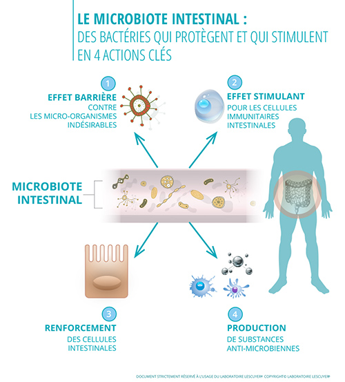 Schéma fonctionnel microbiote